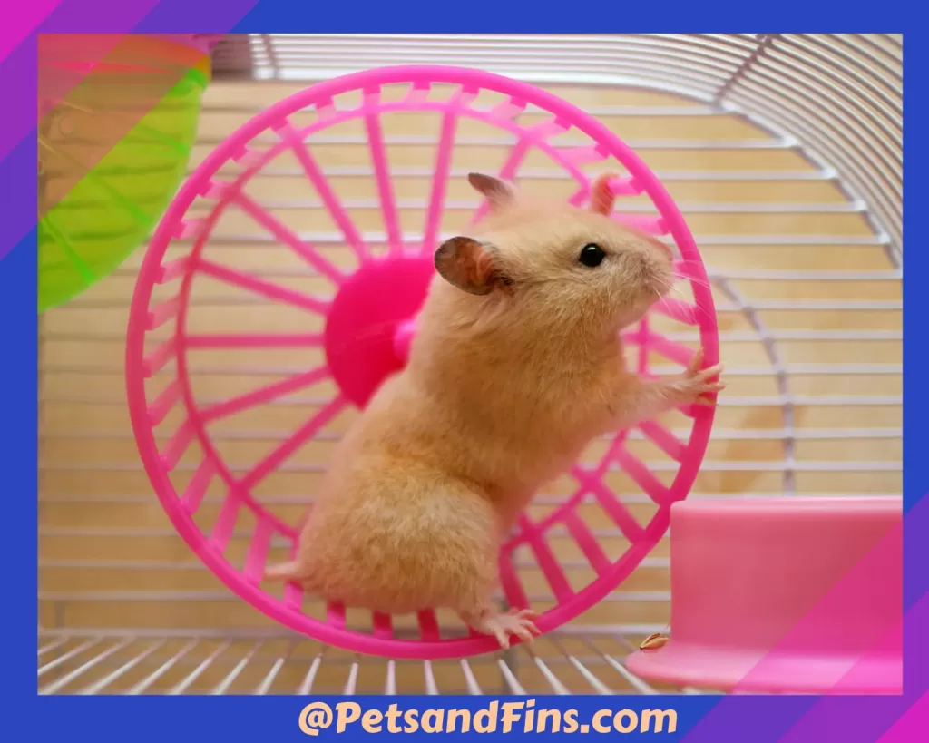 Hamster on a hamster wheel