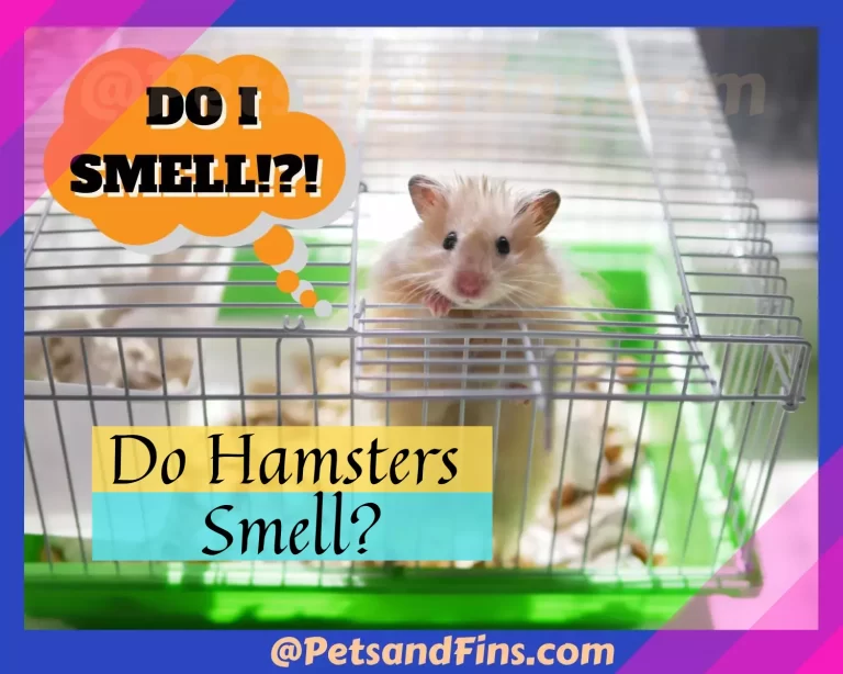 Do Hamsters Smell? What Causes Your Hamster To Stink? Preventing A Smelly Room