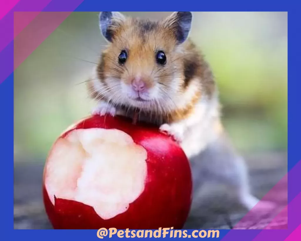 Hamster eating apple