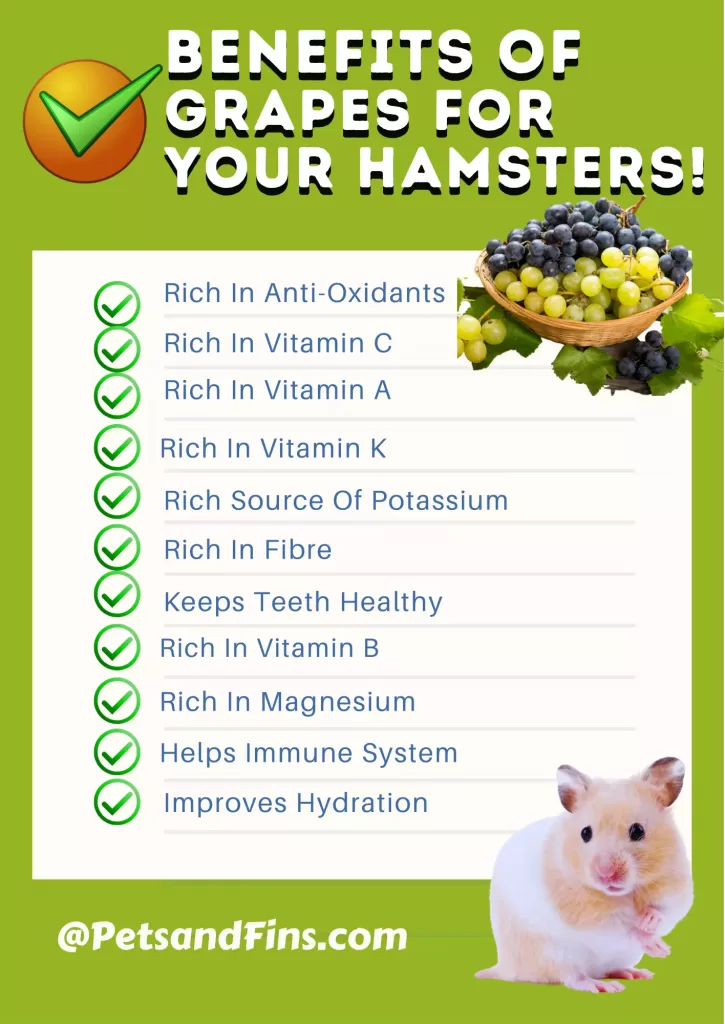 List of benefits of grapes for hamster