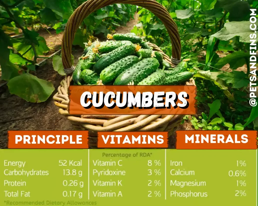 Can Hamsters Eat Cucumbers? Cucumber nutritional value 