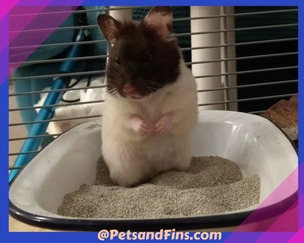 Hamster in a sand bath