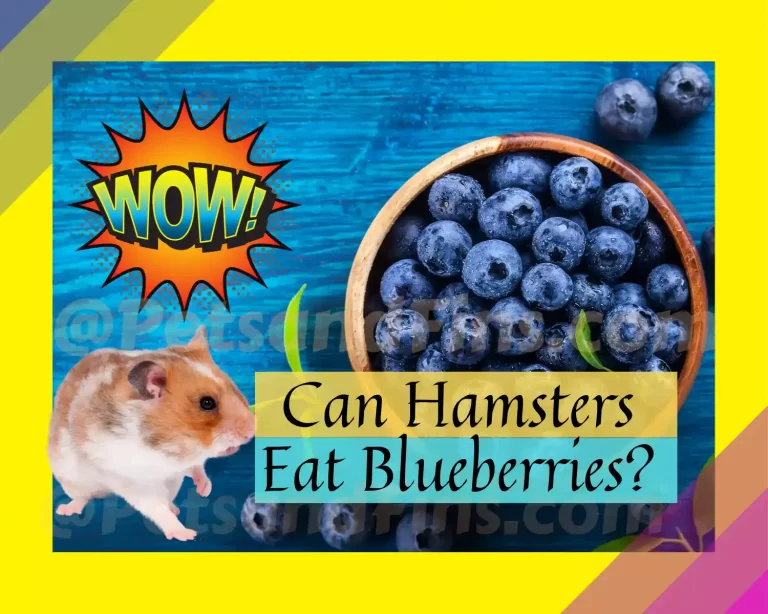 Can Hamsters Eat Blueberries? Ways to Add the Superfood to Your Pet’s Diet!