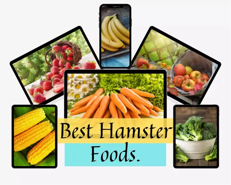 What Hamsters Can Eat: The Best Foods, Fruits, and Vegetables List!