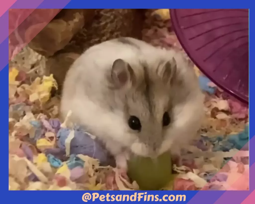 Hamster eating grape
