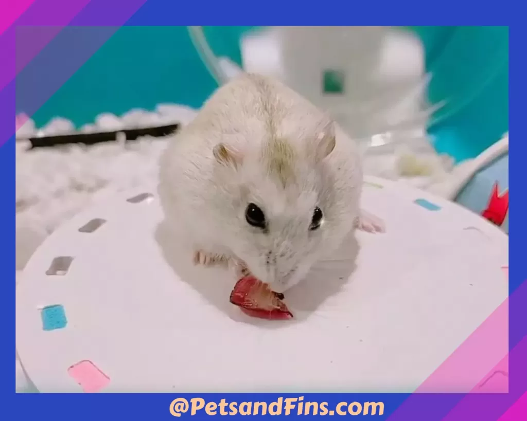Hamster eating grape