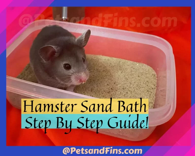 Hamsters and Sand Bath: What Exactly Is It? How To Give Hamsters A Sand Bath?