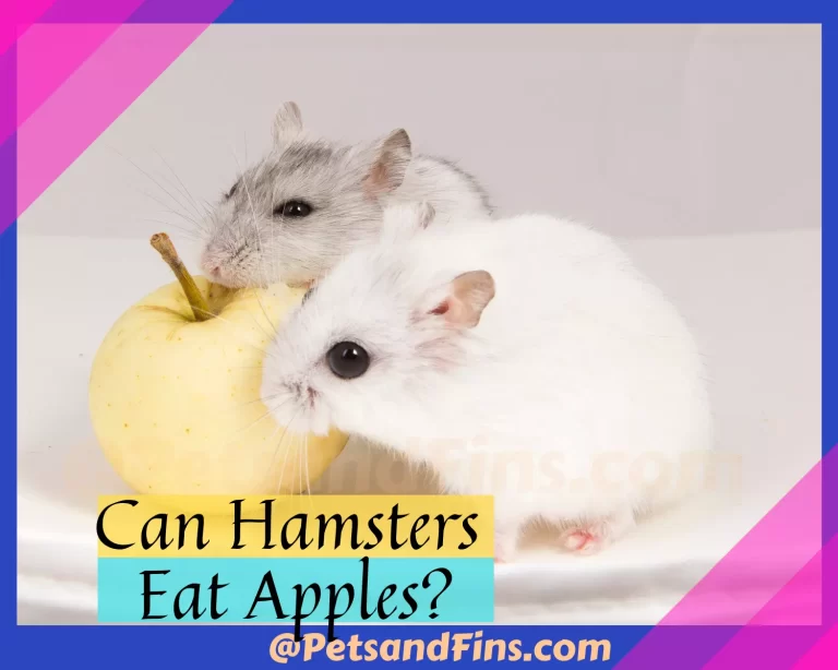 Can Hamsters Eat Apples? Benefits | Side-effects | Tips To Feed |