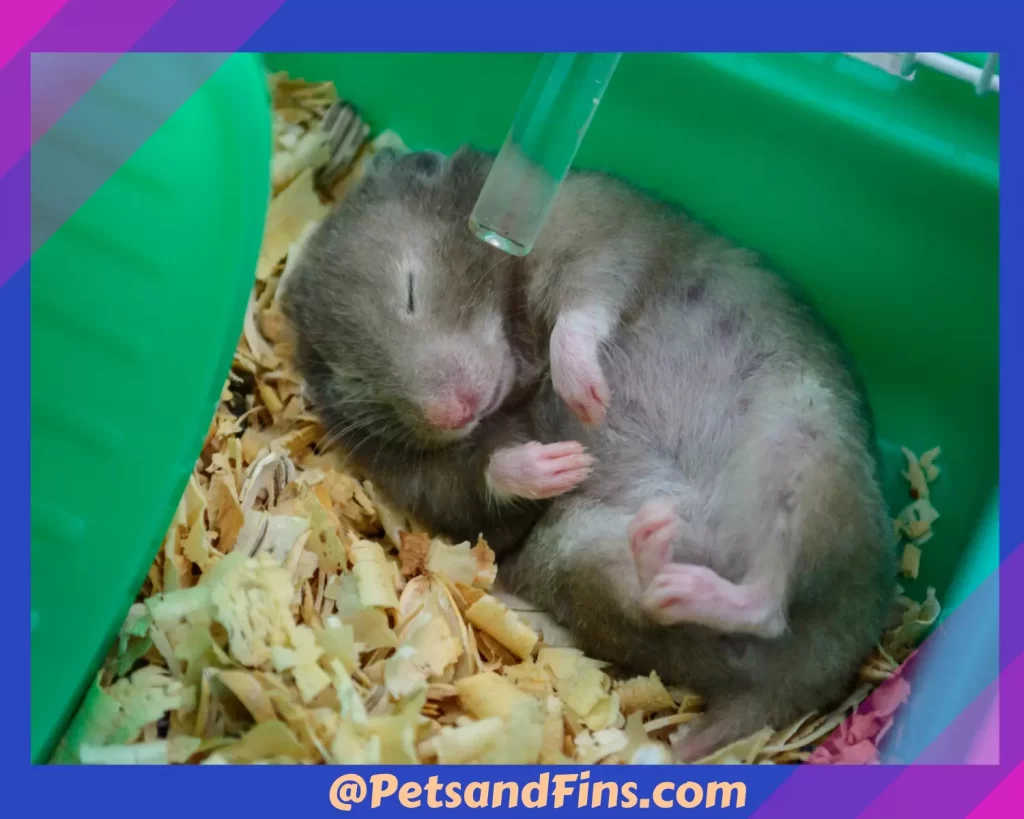 Hamster sleeping 