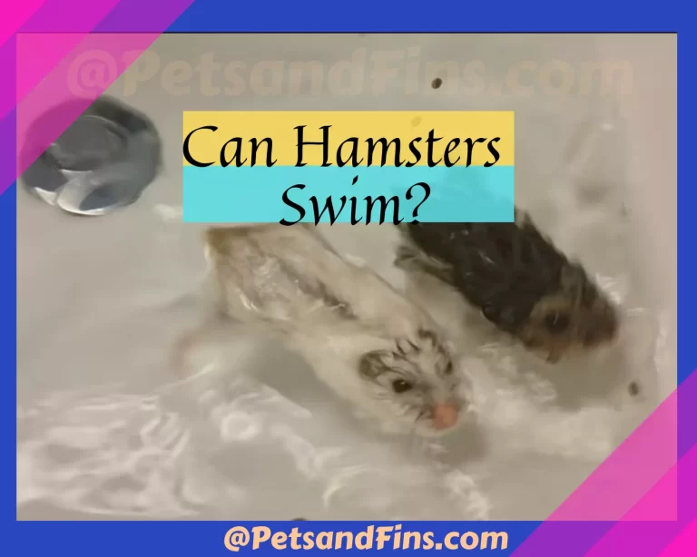 Can Hamsters Swim? Everything You Need To Know!