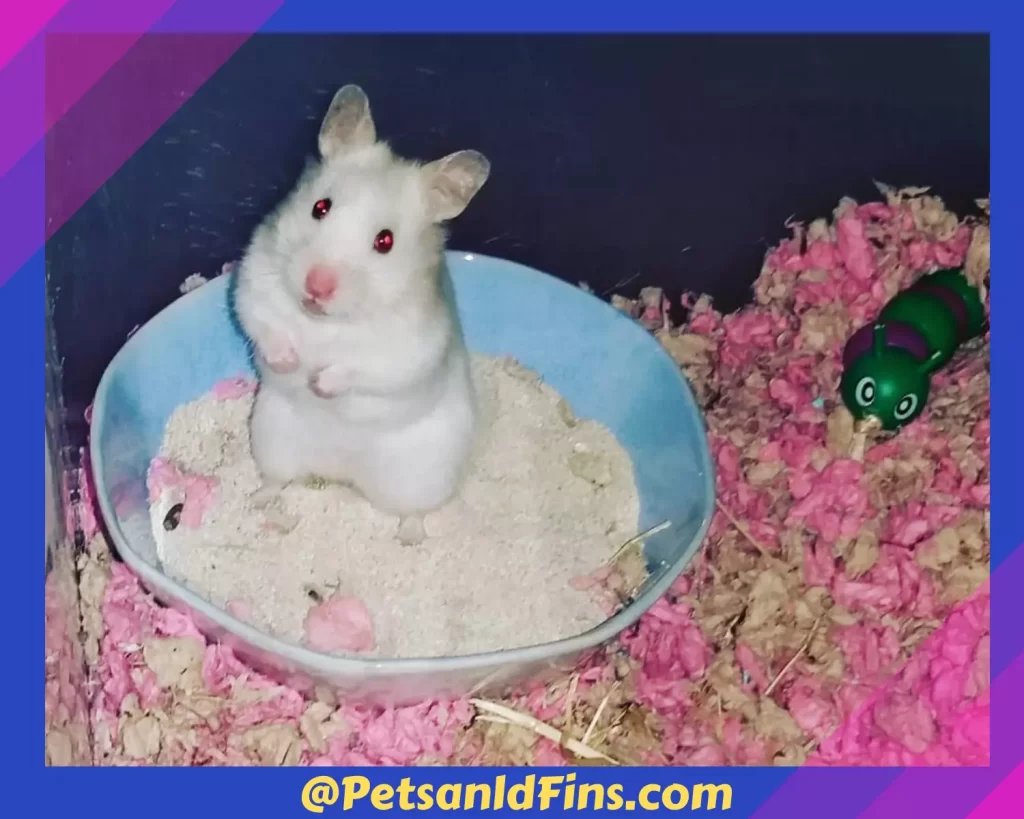 Hamster in a sand bath