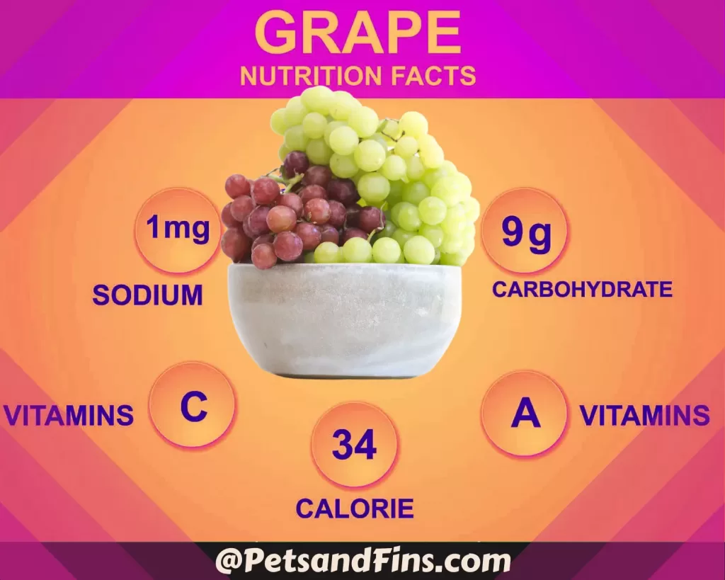 Can Hamsters Eat Grapes? 12 Amazing Benefits Nutritional value of grapes