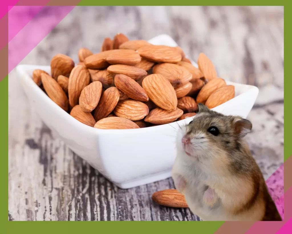 Can hamsters eat almonds?