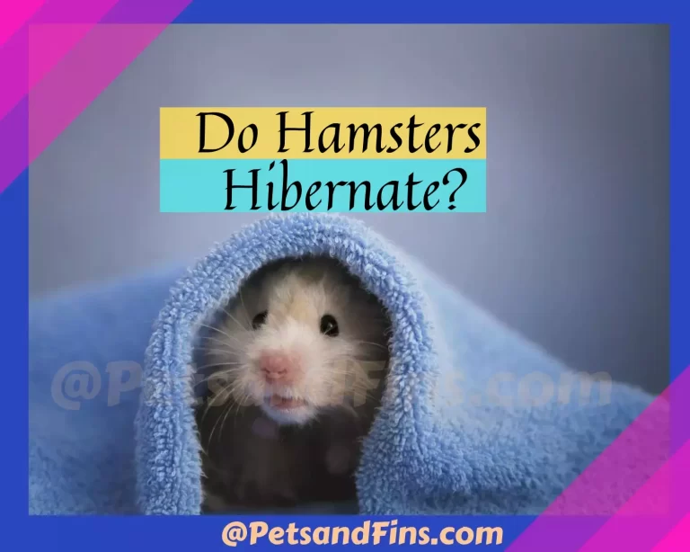 Do Hamsters Hibernate? The Ins and Outs of Hamster Hibernation