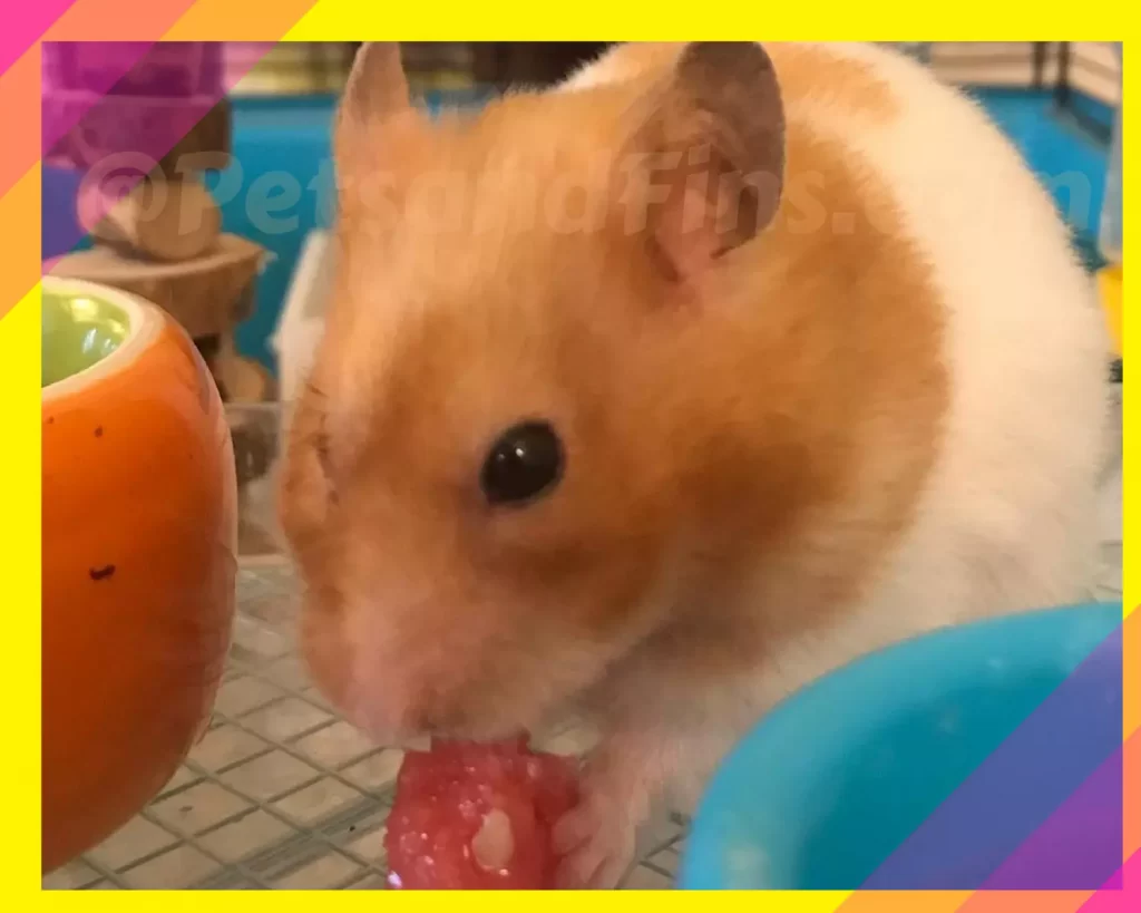 Hamster eating watermelon 