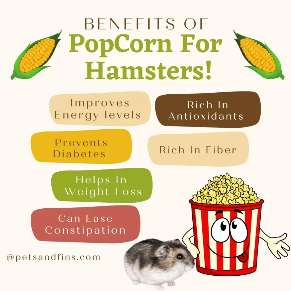 Can Hamsters Eat Popcorn?
List of benefits of popcorn for hamsters