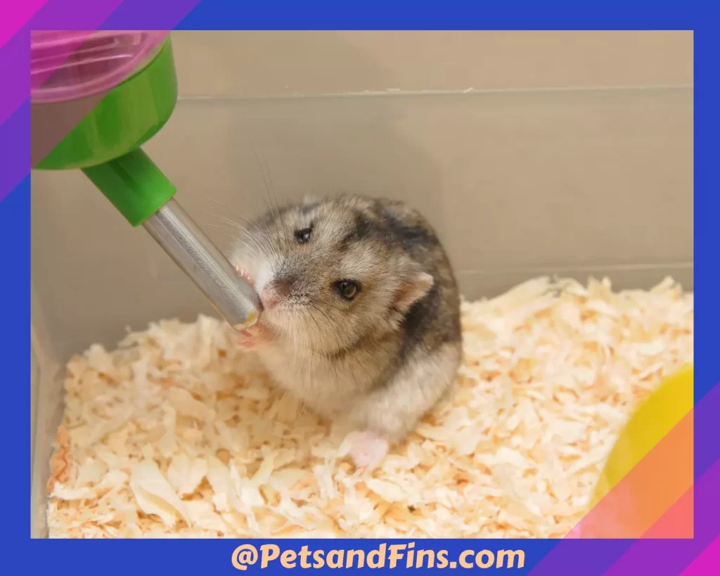Hamster drinking water from water bottle