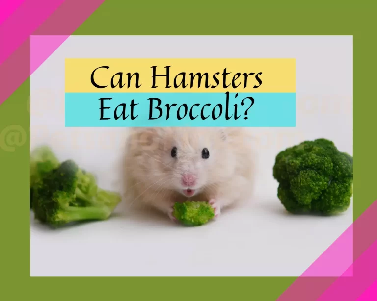 Can Hamsters Eat Broccoli? Benefits, Side-Effects And Tips On Feeding.