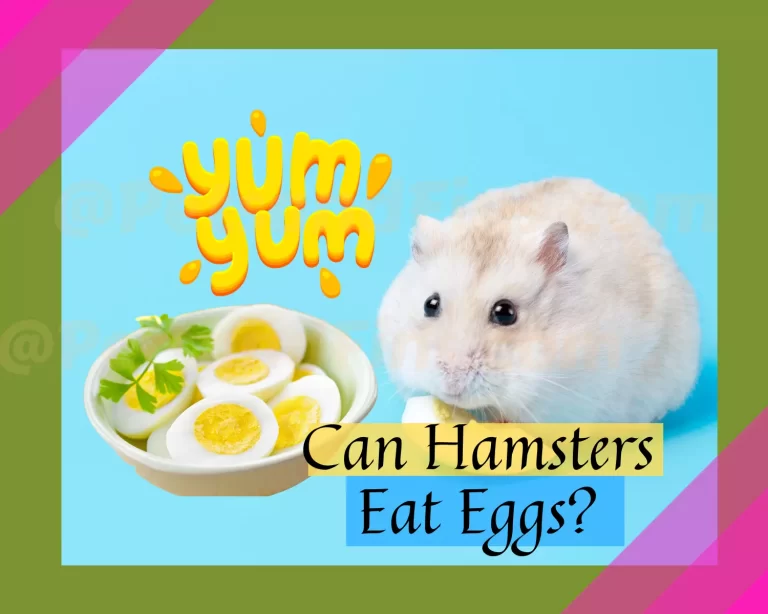 Can Hamsters Eat Eggs? All You Need to Know!