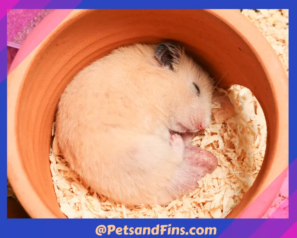 Hamster sleeping 