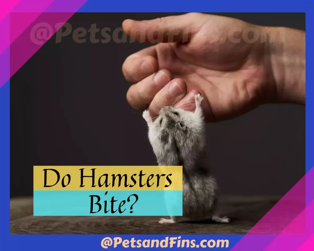 Why Do Hamsters Bite: 9 Reasons And What You Can Do To Prevent Them ...