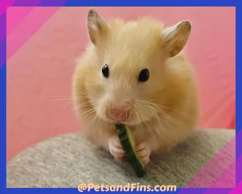 Hamster eating cucumber