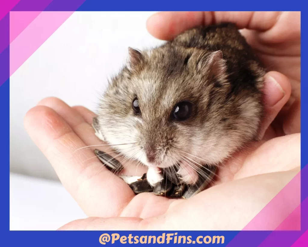 Hamster eating from palm of hand