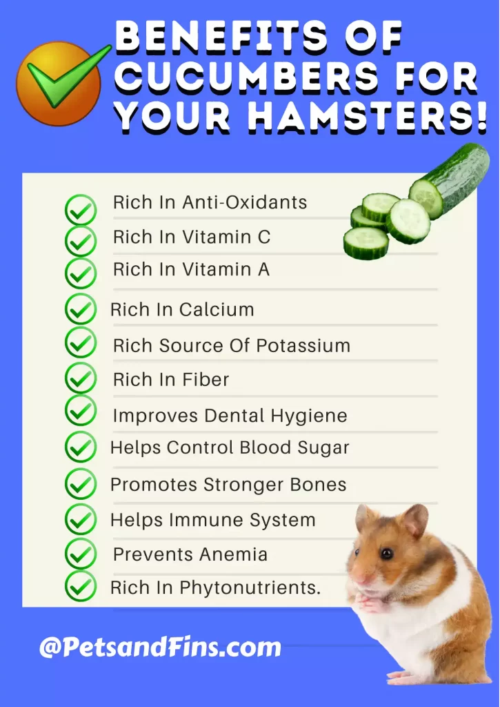 List of benefits of cucumber for hamsters