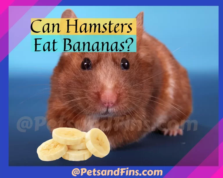 Can Hamsters Eat Bananas? – The 411 on the Benefits, Risks, and How to Prepare!