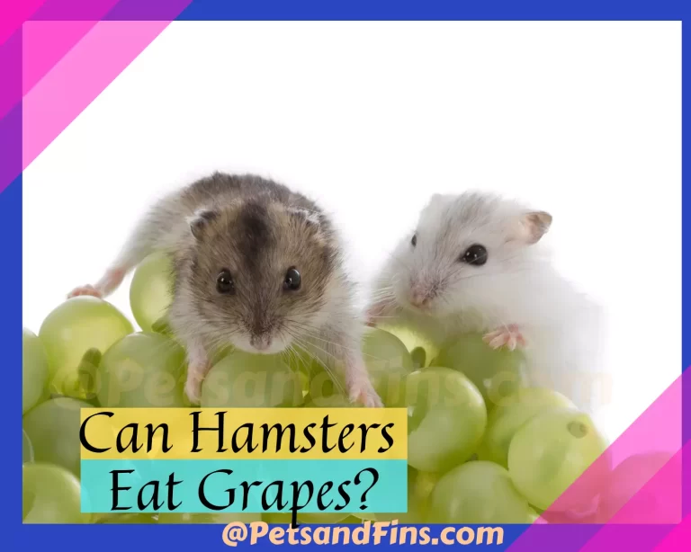 Can Hamsters Eat Grapes? Everything You Wanted To Know!