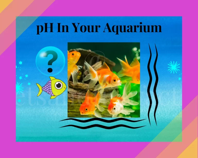 All About Aquarium Water pH, Causes And Ways to Maintain