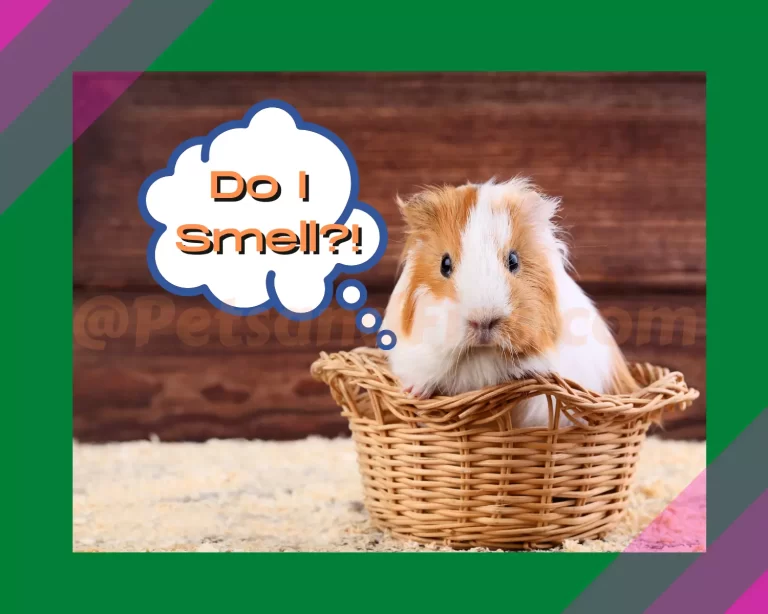 Why Do Guinea Pigs Smell? The Truth About The Guineapig’s Odor!