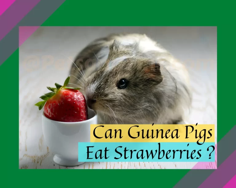 Can Guinea Pigs Eat Strawberries? All The Answers To Every Question You Have!