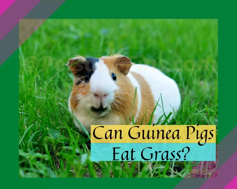 Can Guinea Pigs Eat Grass? Everything You Need To Know!