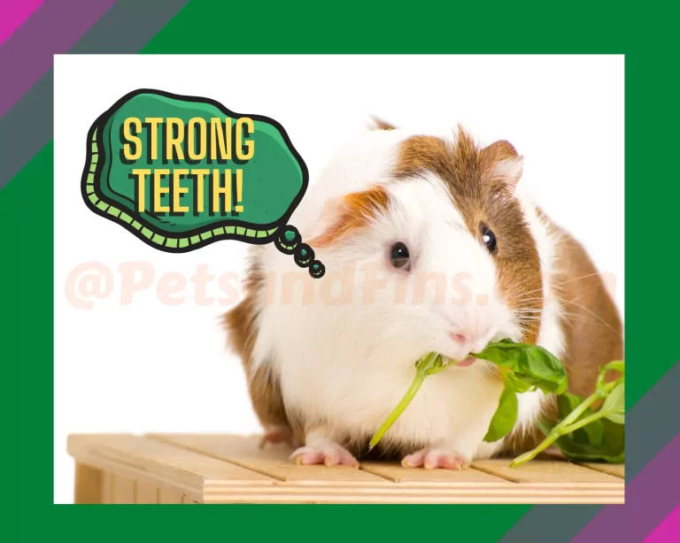 Guinea Pigs Teeth: How to Take Care Of Them And The Problems They Face!