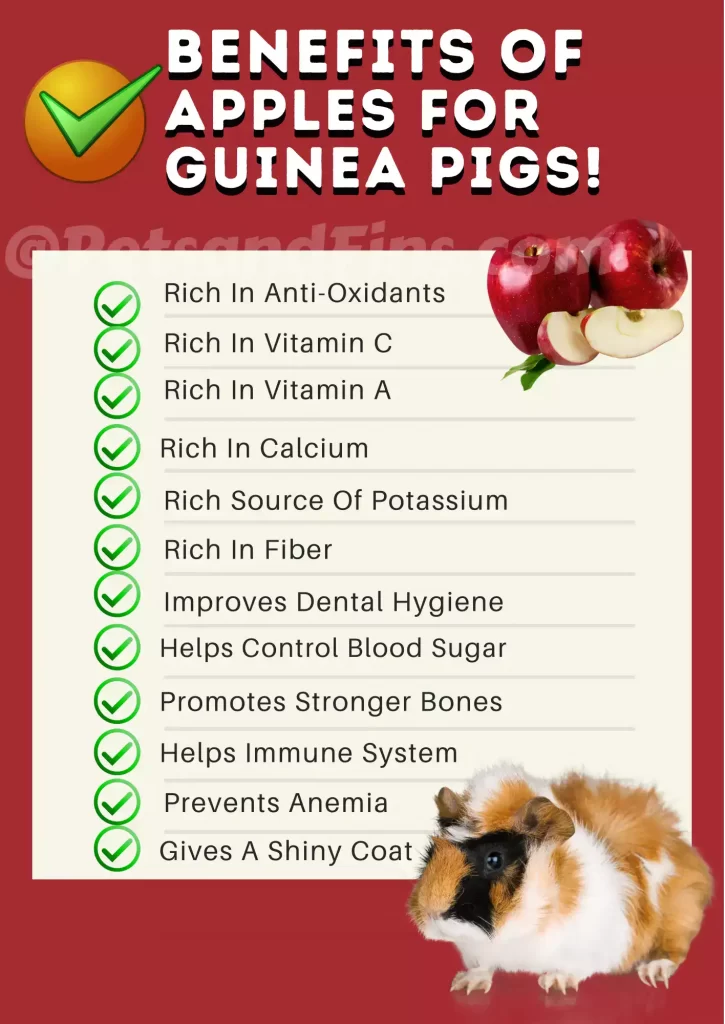 List of benefits of apples for Guinea pigs 