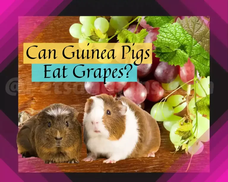 Can Guinea Pigs Eat Grapes? Answers to All Your Questions