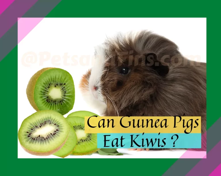 Can Guinea Pigs Eat Kiwi? Everything You Need To Know!