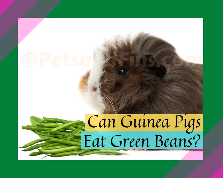 Can Guinea Pigs Eat Green Beans? Answers to All Your Questions!