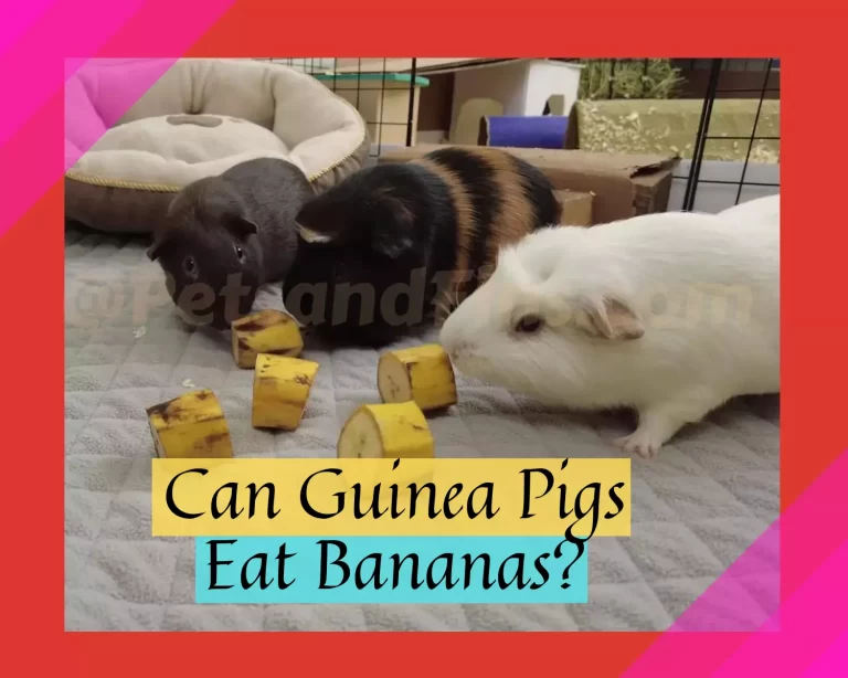 Can Guinea Pigs Eat Bananas? Everything You Need To Know!