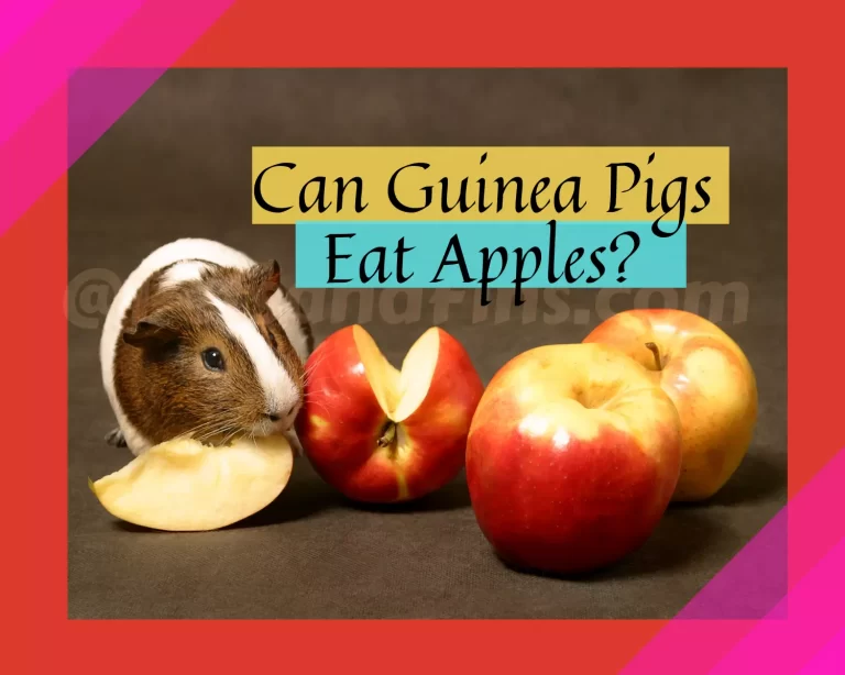 Can Guinea Pigs Eat Apples?- A Complete Guide!