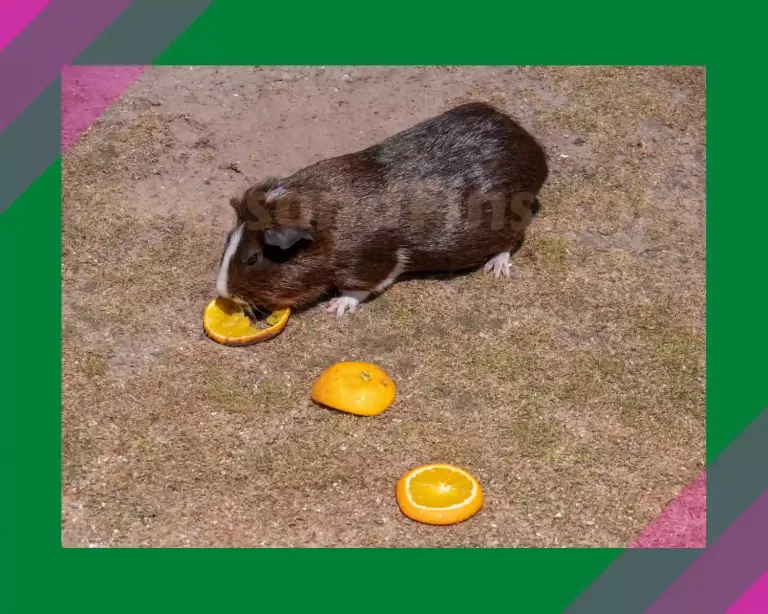 Can Guinea Pigs Eat Oranges? Everything You Wanted To Know!