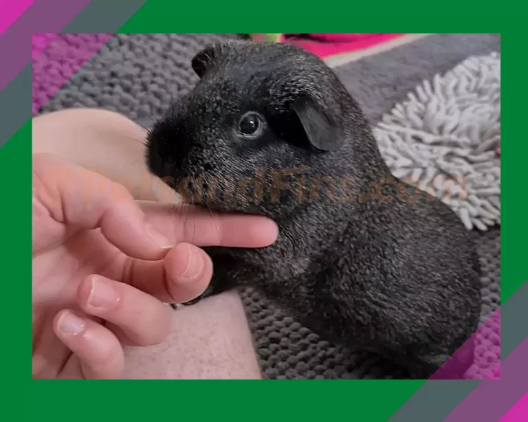 Do Guinea Pigs REALLY Bite? 19 Reasons Why!