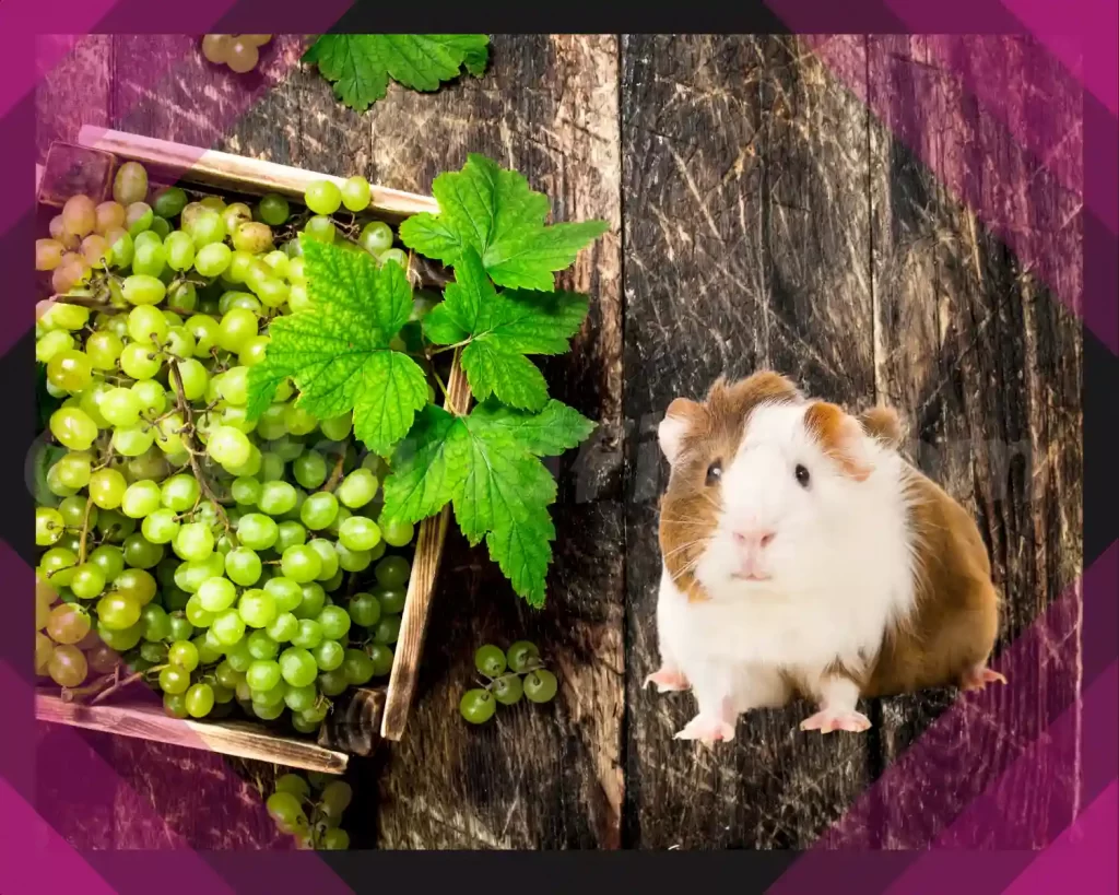 Hamster and grapes 