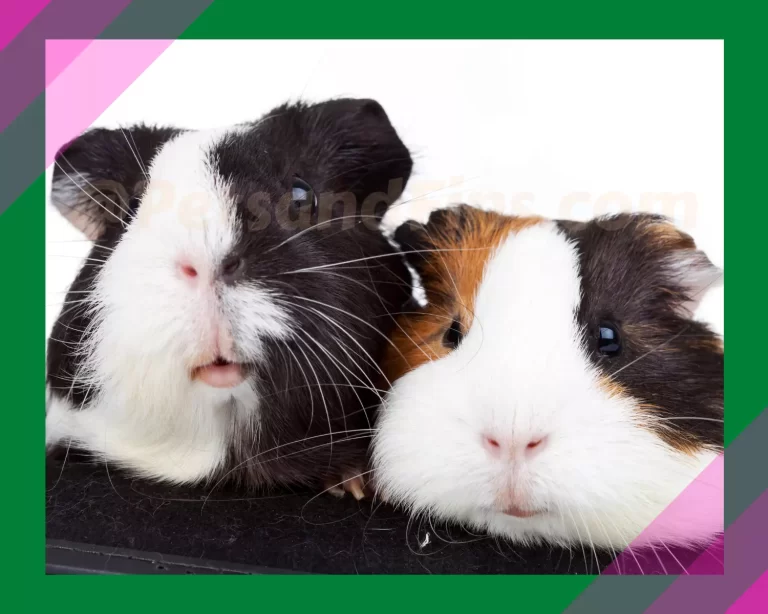 Guinea Pigs: Facts, Diet, & Healthy Habitat Tips!