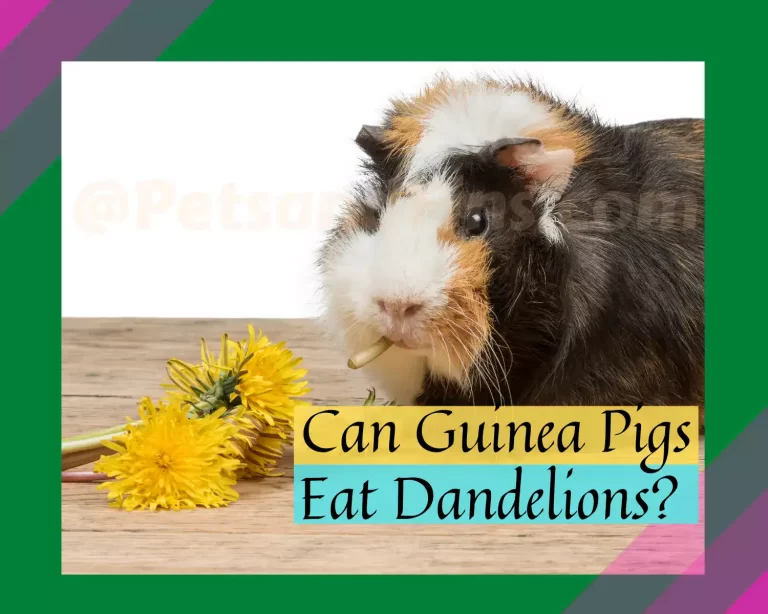 Can Guinea Pigs Eat Dandelions? Complete Guide!