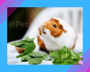 Guinea pig eating spinach