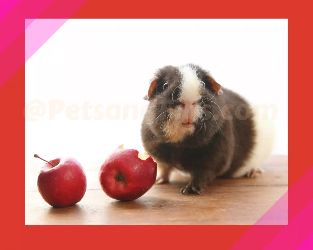 Guinea Pig eating apple.
