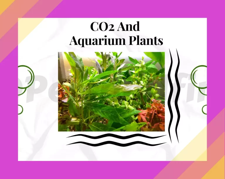 CO2 And Aquarium Plants – Everything You Need To Know