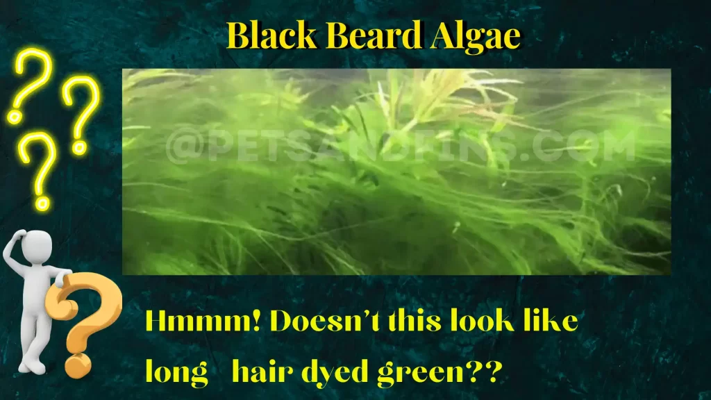 How does Blackbeard algae look?